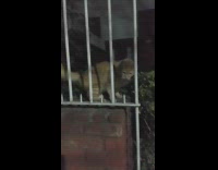 Chubby cat on brick wall 