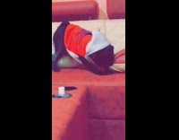 Black pug dog chews throw pillow couch 