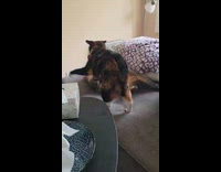 Cat welcomes new brother with first fight