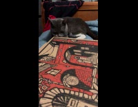 Cat bites the pizza box on bed