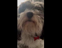 Sassy dog wants attention makes funny noises