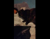 Black cat cleans paws on the bed