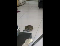 Collab WINY - Turtle Turns and Crawls on Hair Salon Floor