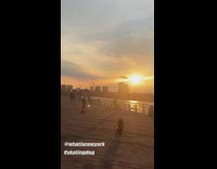 Bulldog dog rides skateboard down boardwalk during sunset