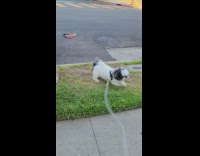 Pet dog pees on the tree and wipes paw