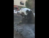 Guy pretending to be pigeon 