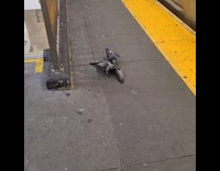 Three pigeons fight for food at subway