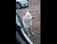 White dog howls copies owner sound