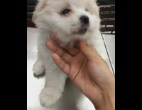 Collab Pets For All - Small white dog puppy tries to open mouth every time owner squeezes nose