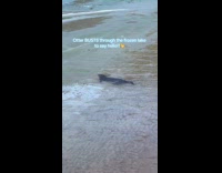 Otter breaks through frozen lake checks on hooman