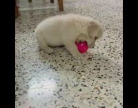 Puppy dog pink toy ball shakes butt 