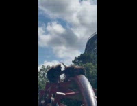 Monkey cleans butt of monkey on swing