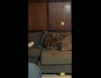 Cat knead and rotate on blanket over sofa