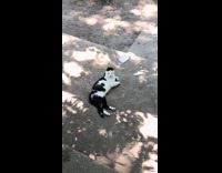 Collab Clips MPUGC - Man sees cat that looks like hitler 