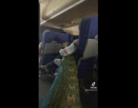 (BELONGS TO CLIPSIG, A808389637812626) Collab BitchMP - Woman gets on plane and sits down with peacock