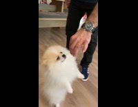 Small white dog stands hind legs noodle 