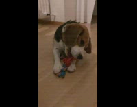 Beagle dog chew rope toy with plastic