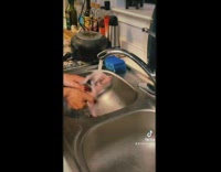Woman washing pig under sink water faucet 