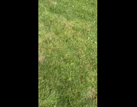 Guy white tank top hold  dumbbells park