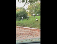 Five people plastic bag over head dance 