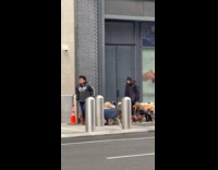 Two guys walk pack of dogs street