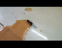 Black ant drink tea spilled on floor
