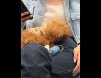 Collab Subway Creatures - Toy poodle wears cute outfit with bow