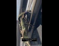 Bug on car window looks like leaf 