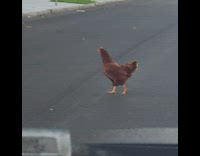 Chicken walks across the road at day in NYC 