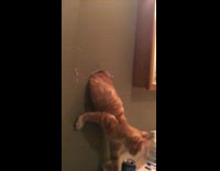 Collab Clips MPUGC2 - Orange cat crawls through hole in wall