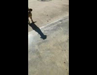 Pet dog barks at owner that holds a rock and pounces Part 1