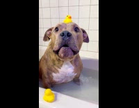 Dog in bathtub rubber duck on head