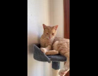 Cat with tongue out on cat tower