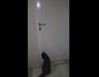 Black cat opens white door step stool
