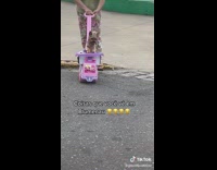 Yorkie sits on stroller 