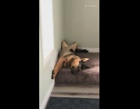 German shepherd puppy dreams while sleeping wall 