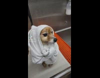 Little brown dog shivering wrapped in white towel shaking
