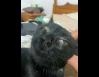 Pet cat drools with eyes up while owner scratches its head