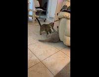 Two cats play and push the chair