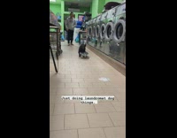 Black french bulldog ride skateboard laundry shop part 2