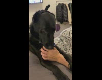Black dog in bed with ears tied together with scrunchie string