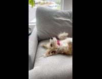 Dog with scarf lie down on couch