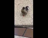 Black pigeon bird walks with one foot 