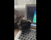 Cat sleeps with head on laptop 
