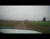 Flock of Cockatoos flies away when car approaches