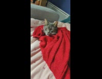 Cat bite pull red blanket on him