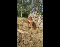 Guy gets chased by his bull  in farm