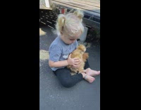 Little girl holds and cuddles brown chicken 