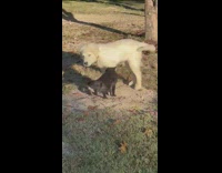 White dog pulls black cat tail 