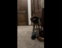 Dog stare then approach camera You Died edit